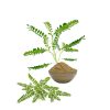 Bhumi Amla powder best nutritional supplement for liver health and wellness