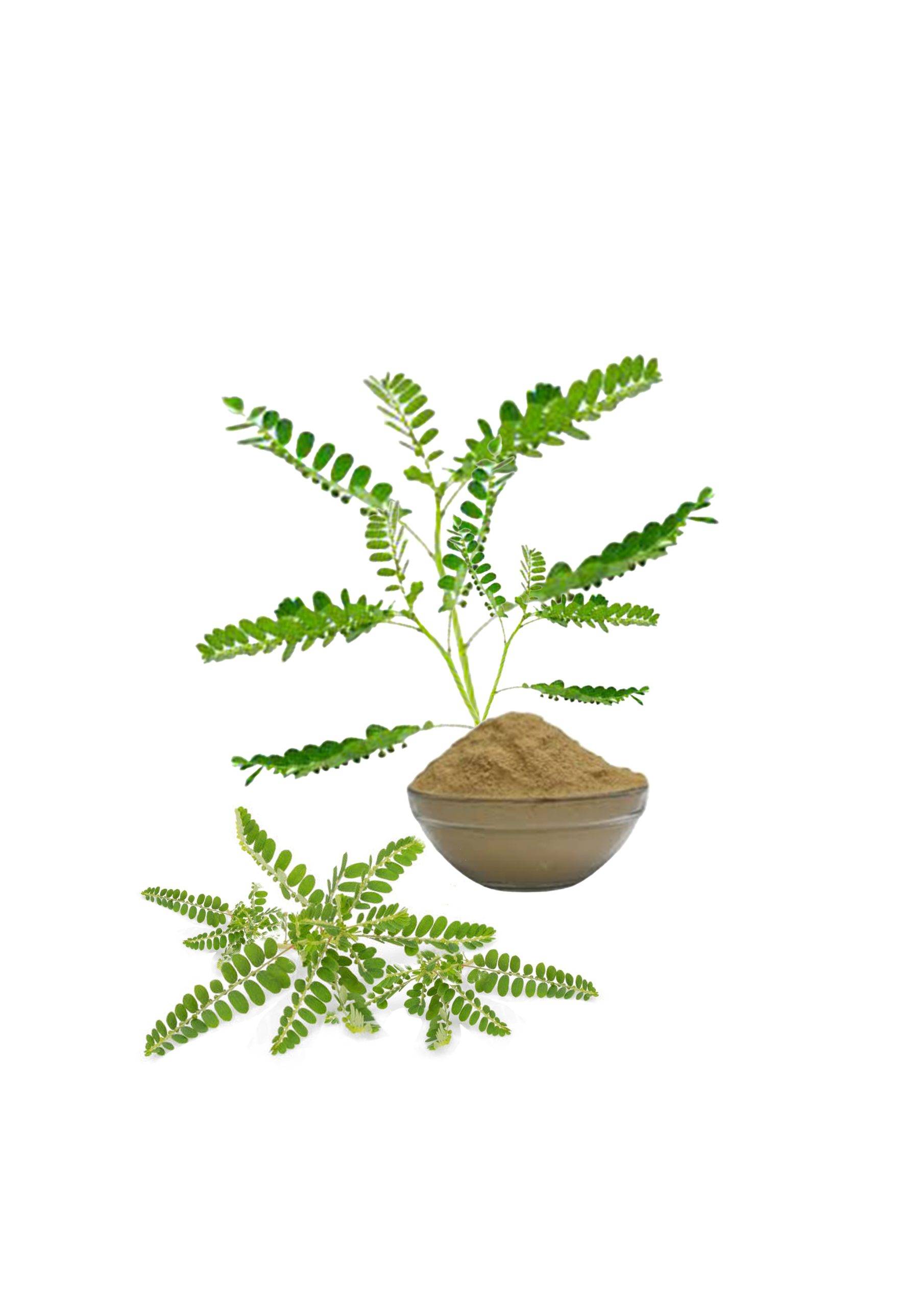 Bhumi Amla powder nutritional supplement for liver health and wellness